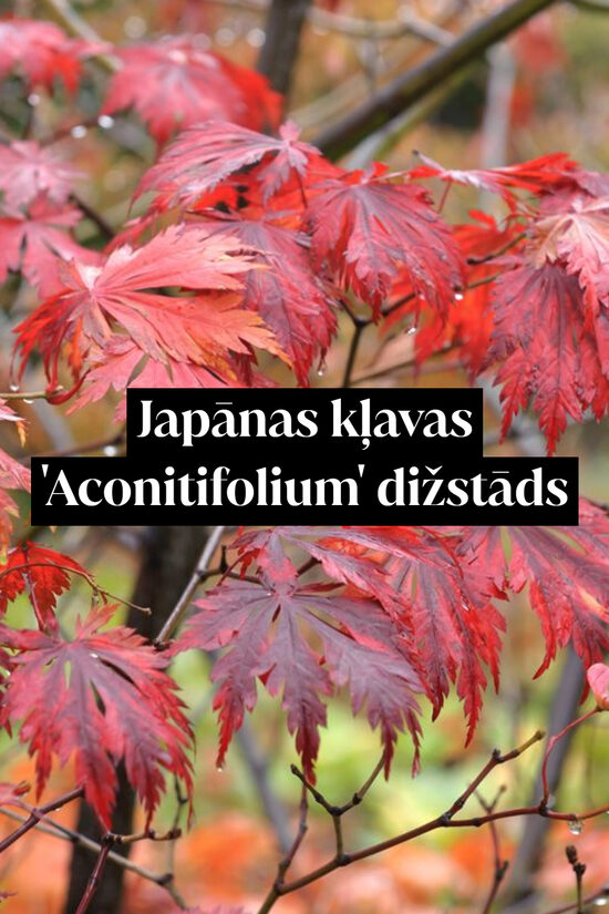 Japānas kļavas 'Aconitifolium' dižstāds - miniatūrs koks, 2 dažādi izmēri